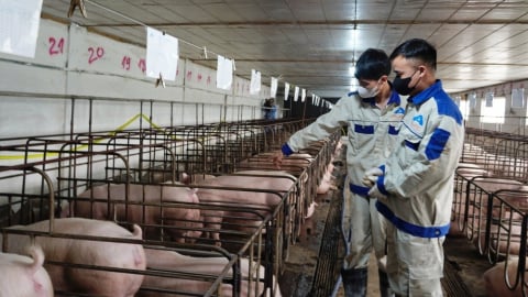 ASF vaccine for sows and boars urgently needed